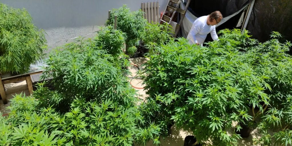 agu-pede-mais-tempo-para-regular-uso-da-cannabis-medicinal